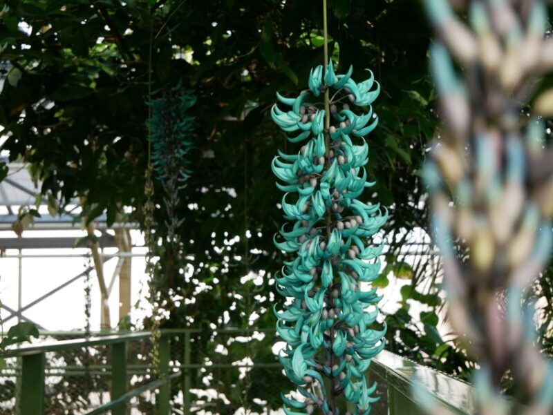 Leiden: Hortus Botanicus Entry Ticket - A Closer Look at the Hortus Botanicus Leiden