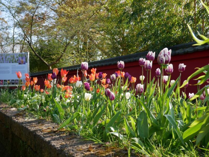 Leiden: Hortus Botanicus Entry Ticket - Practical Tips for Your Visit