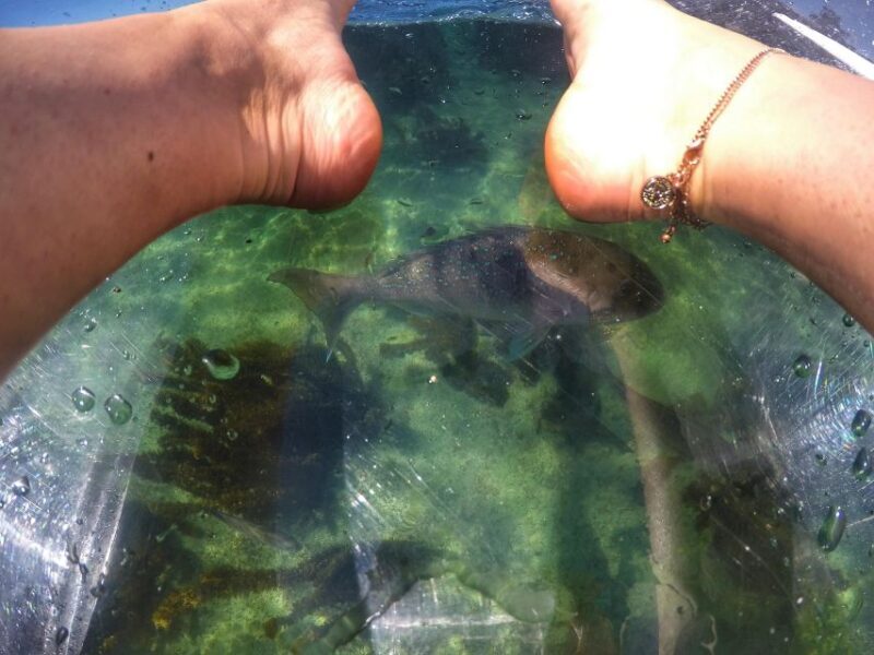 Leigh: Goat Island Clear Kayak Rental - Final Thoughts
