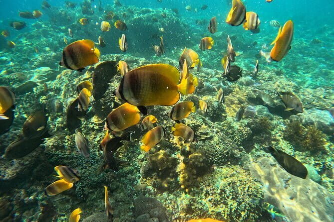 Lembongan Snorkeling at Manta Point Crystal Bay and Mangrove - The Value of This Snorkeling Tour