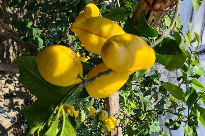 Lemon path hike - Amalfi coast - Exploring the Lemon Path Hike on the Amalfi Coast