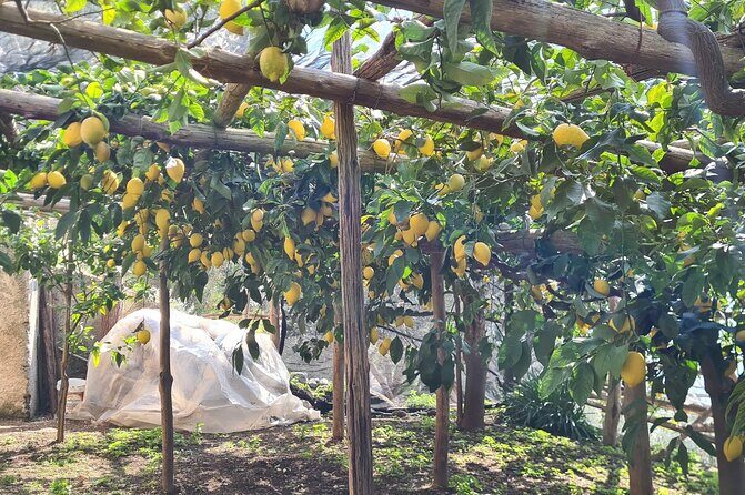 Lemon path hike - Amalfi coast - Key Points