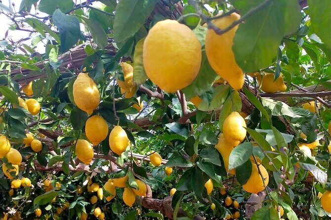 Lemon path hike - Amalfi coast - Authentic Experiences and Real Traveler Feedback