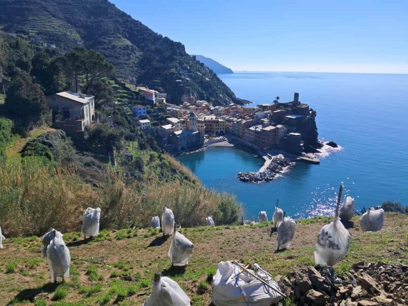 Lemon tour with limoncino and wine tasting in Vernazza (Cinque Terre) - Practical Details and What to Expect
