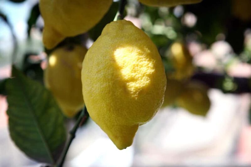 Lemons & Breathtaking Views: Amalfi Monumental Garden Tour - Why This Tour Resonates