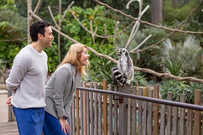 Lemur Experience at Melbourne Zoo - excl. entry - An In-Depth Look at the Lemur Experience at Melbourne Zoo
