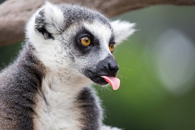 Lemur Experience at Melbourne Zoo - excl. entry - Why Choose the Lemur Experience?
