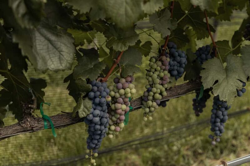 Leon: Tierra de Luz Vineyard Tour with Wine Tasting - Key Points