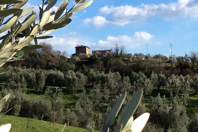 Leonardo da Vinci Voyage with Olive Oil, Food and Wine Dream - A Close Look at the Tour Experience