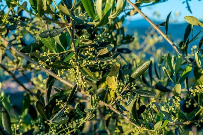 Leonardo Da Vinci's wind mill visit and Organic olive oil tasting - Experience Authentic Tuscany: Windmill Visit and Olive Oil Tasting Near Florence
