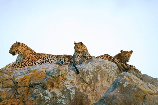 Leopard Half Day Yala National Park Eleven Safari - Key Points