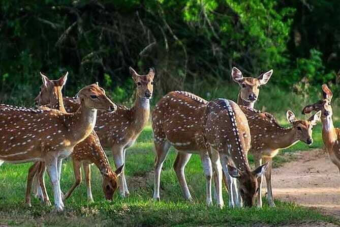 Leopard Half Day Yala National Park Eleven Safari - Exploring the Yala National Park Safari Experience