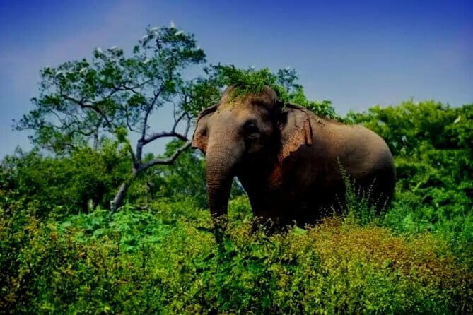 Leopard Half Day Yala National Park Eleven Safari - FAQ