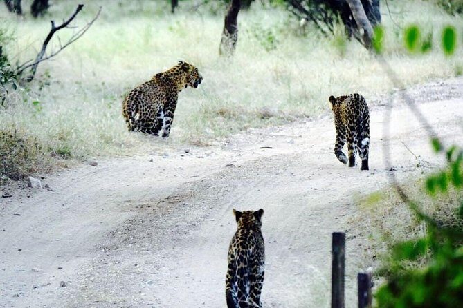 Leopard Safari in 4x4 Vehicle in Jhalana Park Including Transfers - Key Points