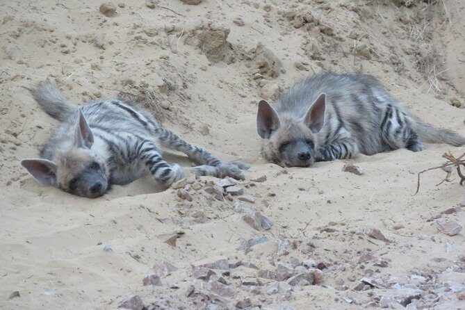 Leopard Safari in 4x4 Vehicle in Jhalana Park Including Transfers - The Practical Side: Transportation, Pricing, and Experience