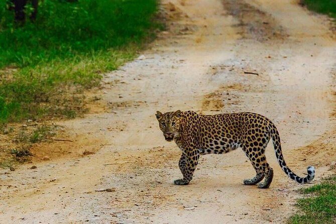 Leopard Safari in 4x4 Vehicle in Jhalana Park Including Transfers - Who Will Love This Safari?