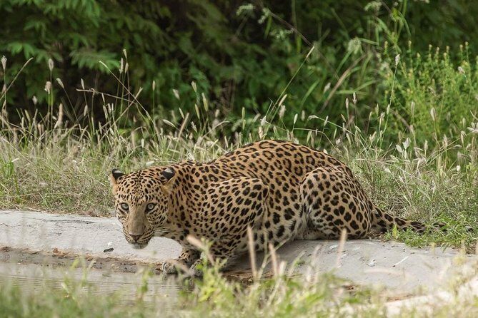 Leopard Safari in 4x4 Vehicle in Jhalana Park Including Transfers - The Sum Up: Who Should Book This Safari?