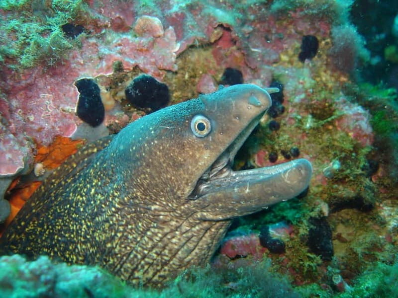 L'Escala: Introductory diving in the Montgri Nature Reserve - Who Should Consider This Experience?