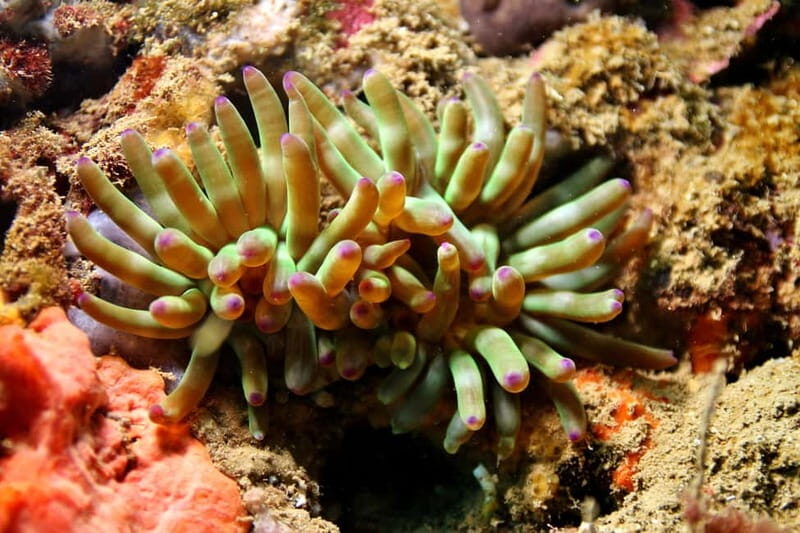 L'Escala: Introductory diving in the Montgri Nature Reserve - The Sum Up
