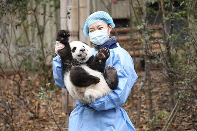 Leshan Buddha + Panda Base or Old Tea House Private Day Tour - A Full Breakdown of Your Day: What to Expect