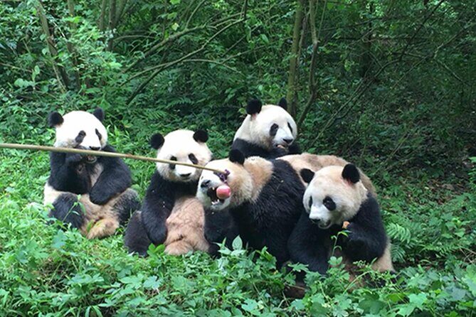 Leshan Buddha + Panda Base or Old Tea House Private Day Tour - Who Is This Tour Best For?