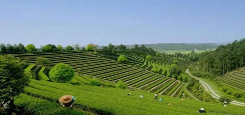 Leshan Buddha, Tea House&Mt. Emei 2 Days Private tour - FAQs