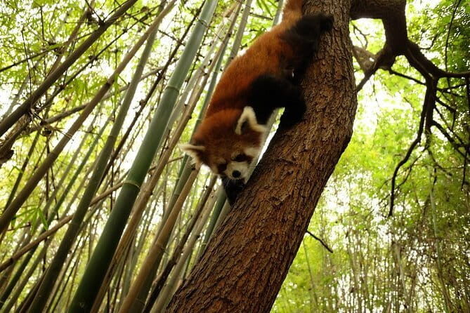 Leshan Giant Buddha and Oriental Buddha park one day tour - Practical Details: What You Should Know