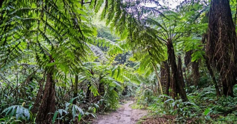 Leshan Giant Buddha Private Tour & Jurassic Expedition - A Day of Culture, Nature, and Authentic Flavor in Leshan