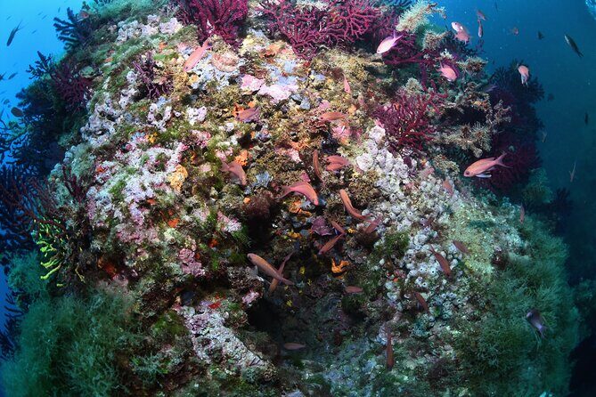 L'Estartit: Snorkeling in the Medes Islands - FAQs