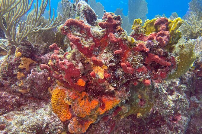 Let it Ride Charters-Private Fishing / Snorkel Combo Key Largo FL - What to Expect from Your Private Fishing and Snorkel Trip