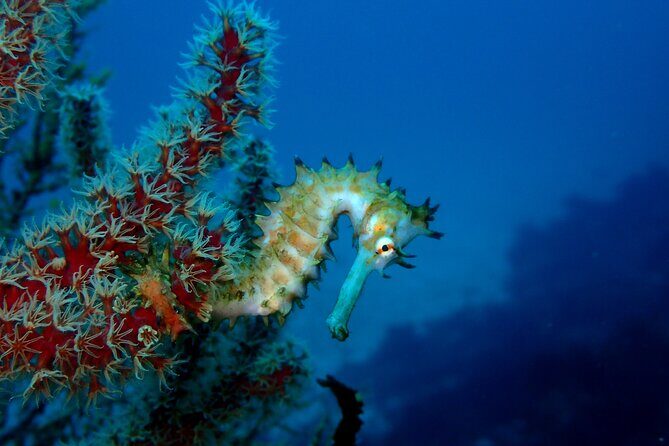 Let's enjoy Scuba diving in Izu Peninsula for certificate Diver - Who Will Love This Tour?