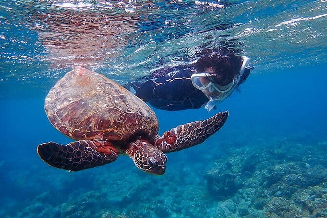 Let's swim with sea turtles in Yakushima!Snorkeling Tour - Frequently Asked Questions