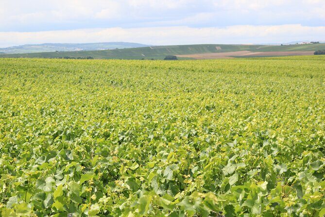 Let's take a walk in the vineyards - Lets Take a Walk in the Vineyards: A Detailed Look at the Champagne Experience