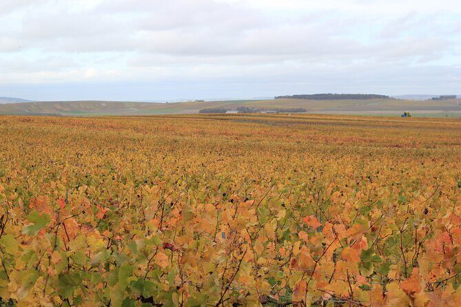 Let's take a walk in the vineyards - FAQ