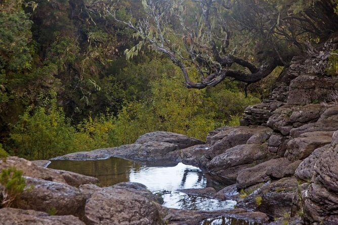 Levada do Alecrim - Rosemary Levada (Full Day Walk) - The Itinerary: What to Expect