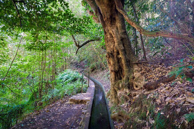Levada do Rei (PR18) - Through Madeira's Majestic Laurissilva - The Sum Up