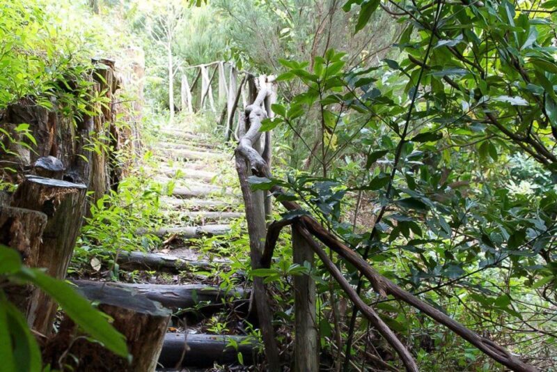 Levada Walk and Caldeirao Verde Waterfalls: Madeira - Who Will Enjoy This Tour?
