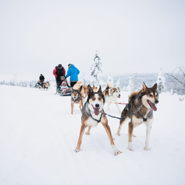 Levi: 15-Kilometres Self-Driving Husky Tour - Levi: 15-Kilometres Self-Driving Husky Tour