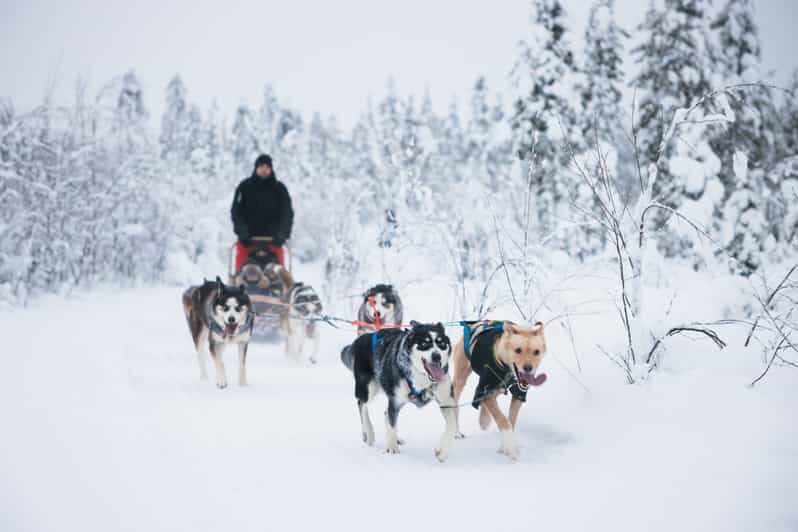 Levi: 15-Kilometres Self-Driving Husky Tour - What to Expect from the Husky Safari