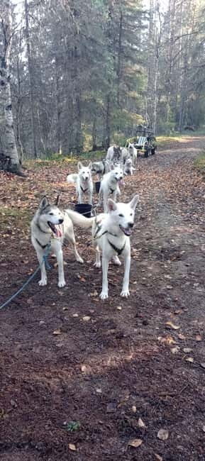 Levi: 2 KM Husky Summer Sledding with wheels - An In-Depth Look at the Levi Husky Sledding Tour