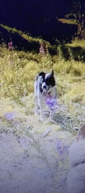 Levi: 2 KM Husky Summer Sledding with wheels - Who Will Love This Tour?
