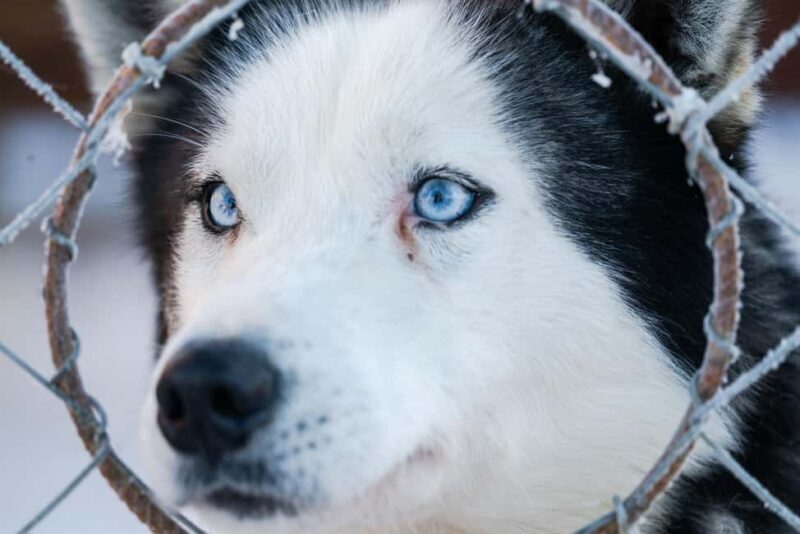 Levi: 2 km Thrilling Husky Sled Ride - Levi’s 2 km Thrilling Husky Sled Ride: An Authentic Arctic Experience