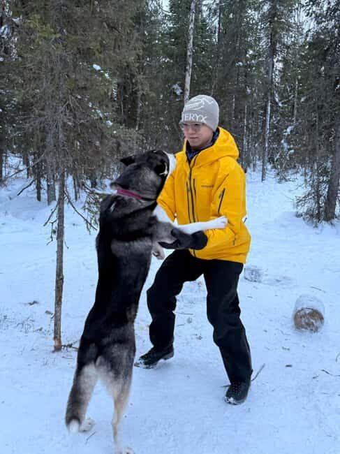 Levi: 2 km Thrilling Husky Sled Ride - Who Should Consider This Tour?