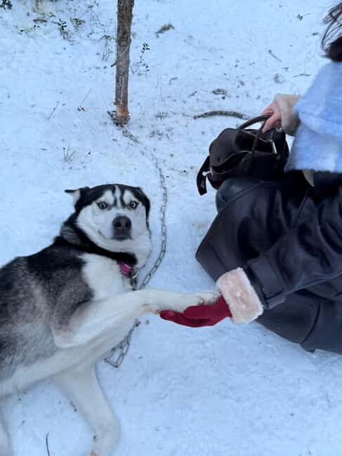 Levi: 2 km Thrilling Husky Sled Ride - Summing It Up