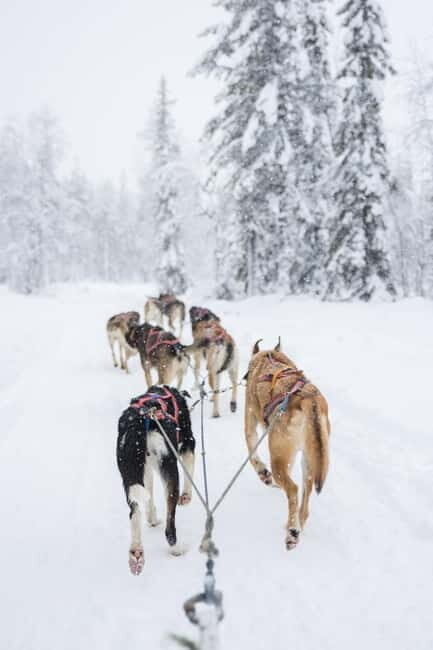 Levi: 3-Day Husky Safari Adventure with Northern Lights - A Genuine Look at the 3-Day Husky Safari Experience in Levi