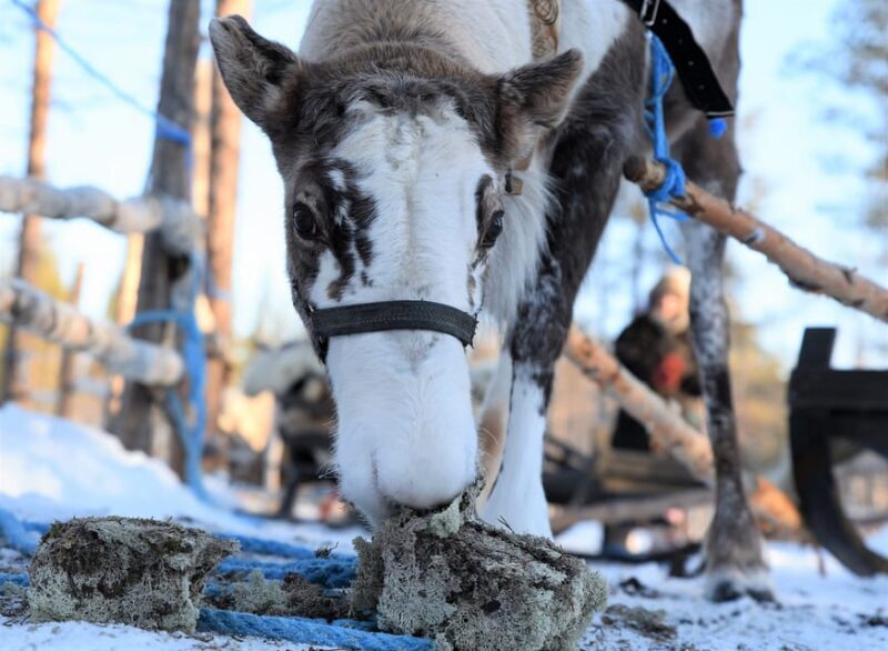 Levi: 3km Reindeer Sleigh Ride in the forest at night - Key Points
