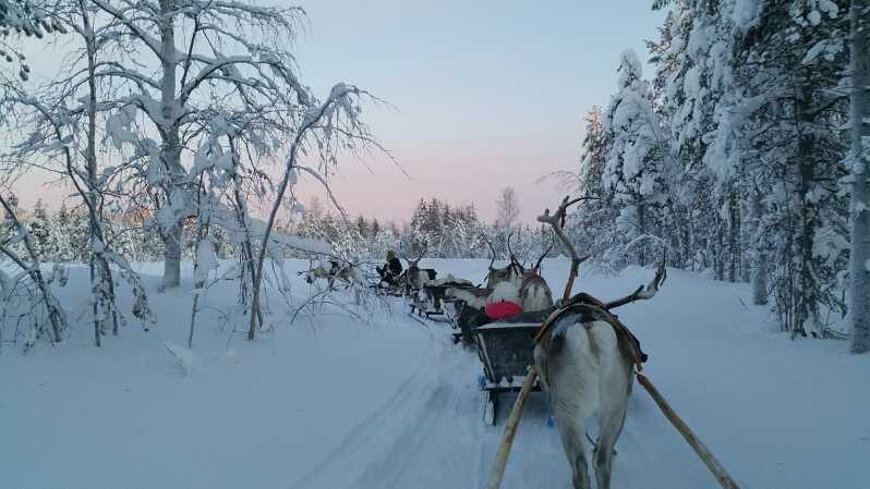 Levi: 3km Reindeer Sleigh Ride in the forest at night - A Deep Dive into the Reindeer Sleigh Experience