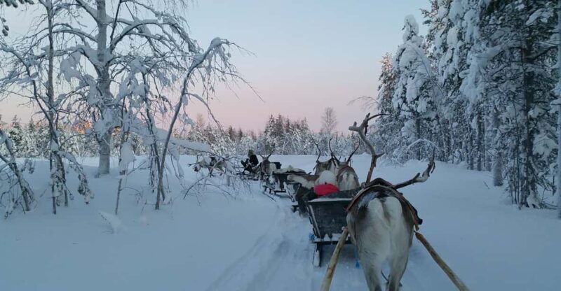 Levi: 3km Reindeer Sleigh Ride in the forest at night - Who Should Consider This Tour?
