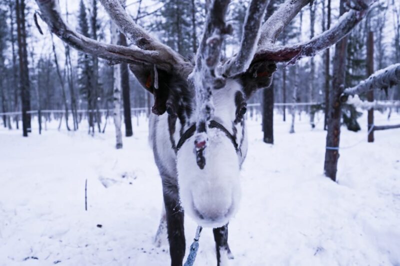 Levi: 3km Reindeer Sleigh Ride in the forest at night - FAQ – Your Practical Questions Answered