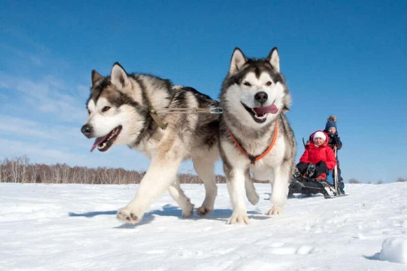 Levi: 5 Km Husky Sledding Ride in Levi - A Deep Dive into the Husky Sledding Experience